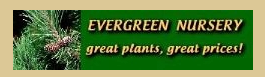 Evergreen Nursery coupon code