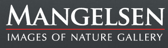 Mangelsen Coupon Code