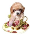 Teacup Fashions Boutique coupon code